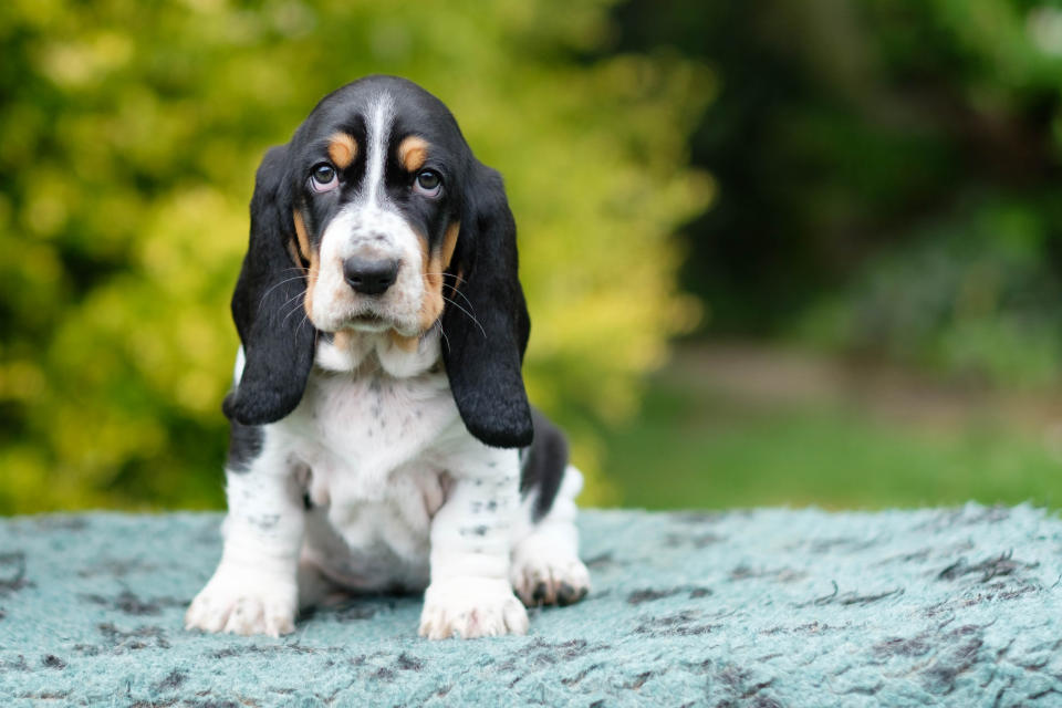 basset hound dog puppy black with brown eyebrows