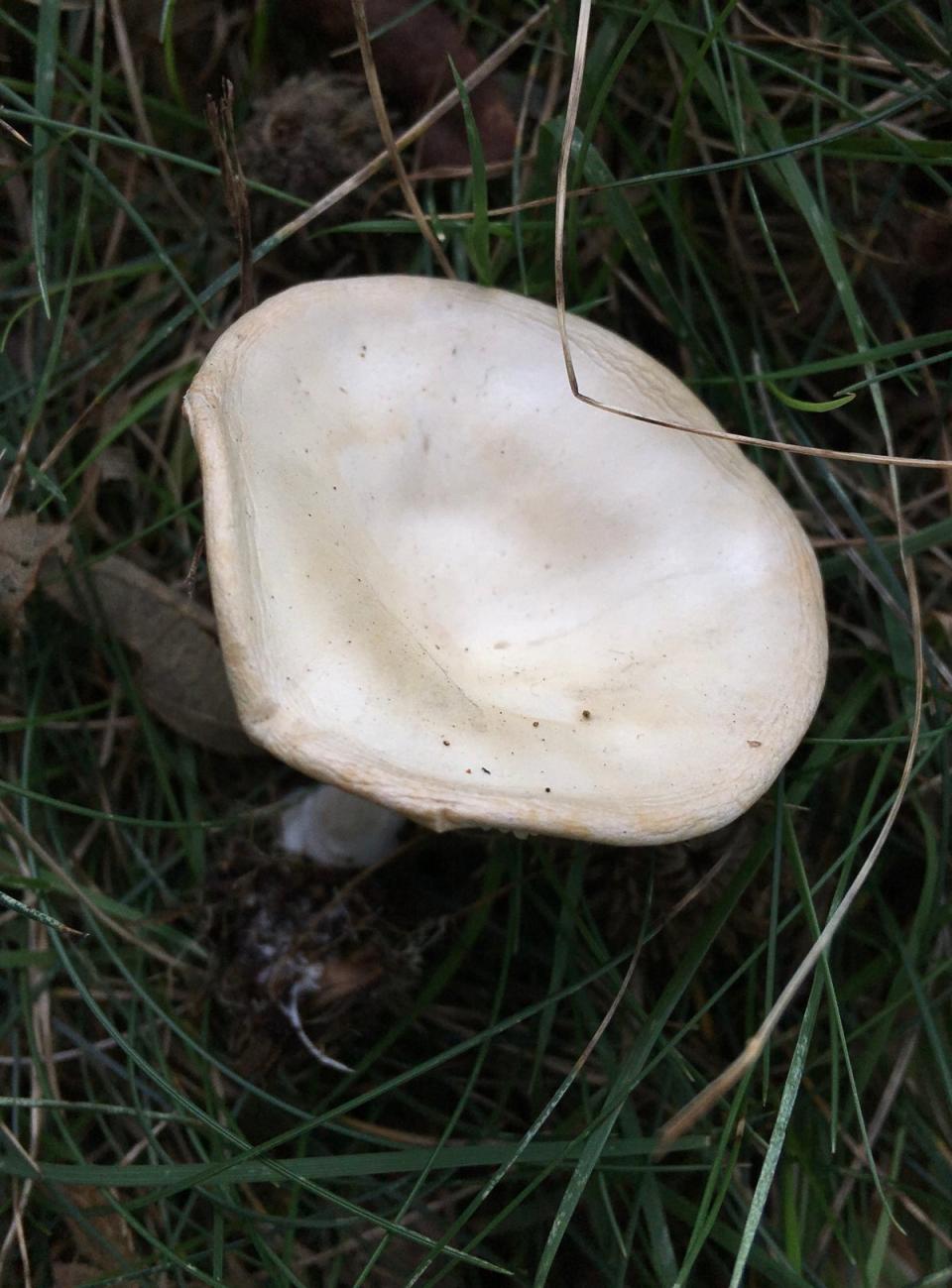 Fools Funnel mushrooms are often mistaken for edible mushrooms (Sigrid Jakob/Wikimedia Commons CC BY 4.0)