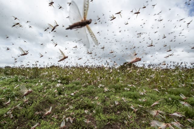 Kenya Africa Locust Outbreak