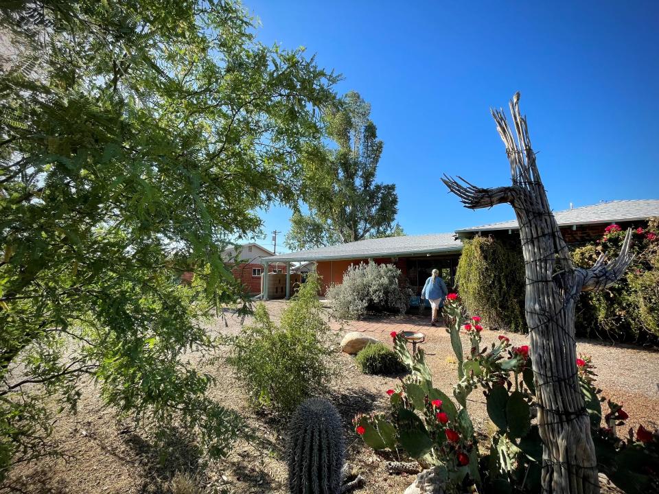 Greenery from native plants fills the front yard of Jana Segal's Tucson home. Her family has been passionate about building rainwater catchment basins and installing gutters and tanks to reduce their consumption of city water.