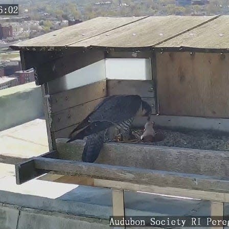 A newly hatched eya is fed by one of its parents in a nest box atop the Superman Building in downtown Providence.