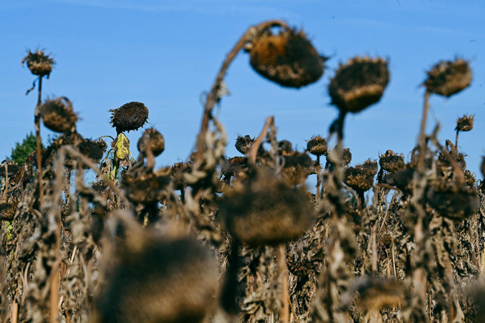 En 2022, les rendements agricoles ont baissé de 10 % à 30 % selon les cultures. Photo d’illustration. 