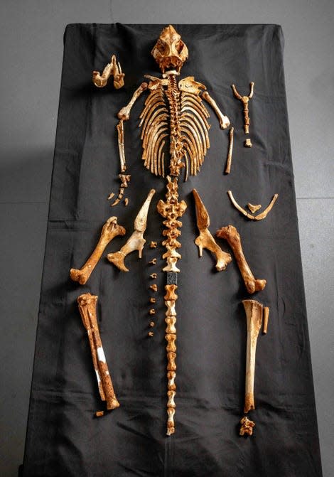 The fossil skeleton of S. occidentalis is 71% complete. - Photo: Tim Carrafa/Museums Victoria