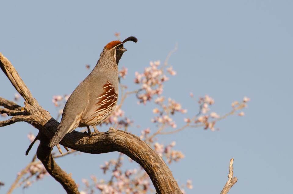 A male gambel's quail perched on a branch.