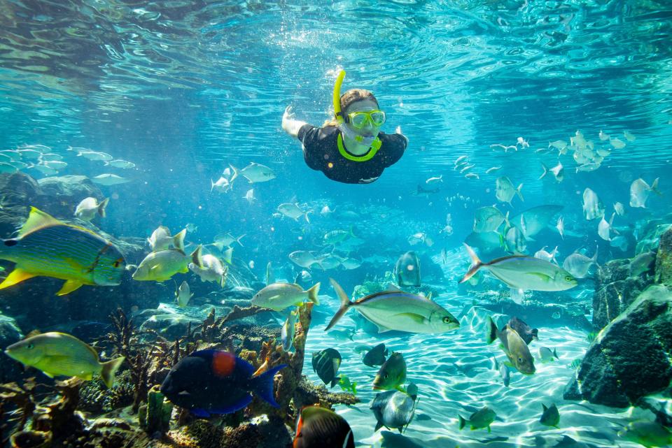 Experience an all-new animal adventure like no other at Discovery Cove
