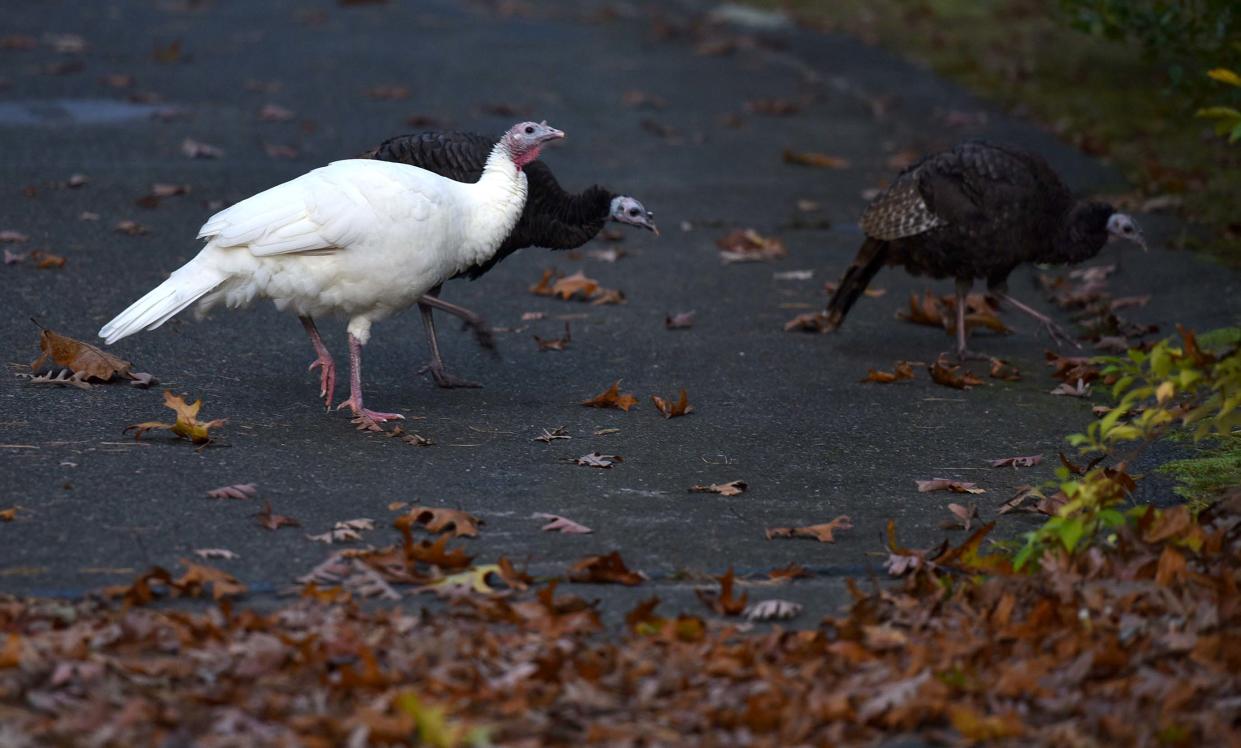 A female albino turkey joins the flock for its morning stroll through the fallen oak leaves hunting for breakfast in Barnstable Village.