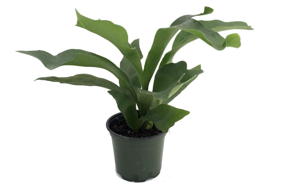 Staghorn Fern