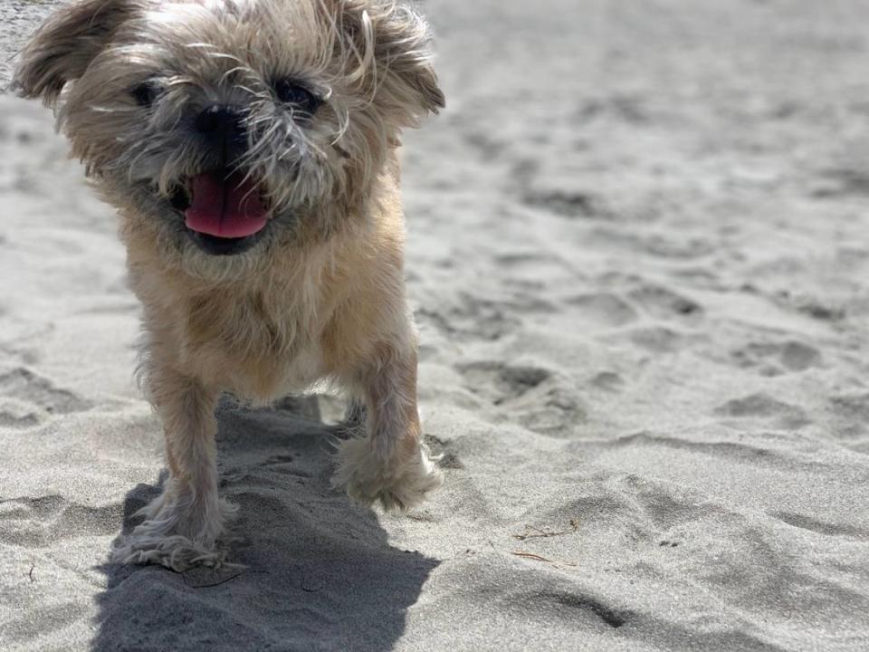 Bentley, a family dog for the Bellingham’s Paz family, was in a car that was stolen from the Sunset Square parking lot on Saturday, Sept. 17, 2022. The car was abandoned at an apartment complex, but the thief reportedly came back and took Bentley.