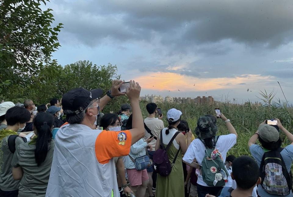 新北市五股濕地每到夏季的黃昏時分成千上萬的燕群紛飛壯麗的大自然生態景象。　（荒野保護協會提供）