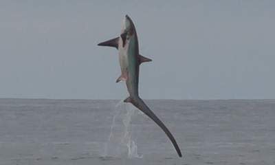 Show-Off! Thresher Shark's Welsh Acrobatics