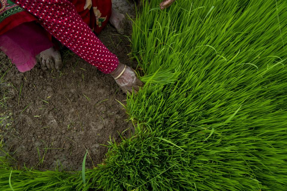 FILE - A farmer plucks paddy saplings to plant during Asar Pandra or national paddy day festival at Bahunbesi, Nuwakot District, 30 miles North from Kathmandu, Nepal, Friday, June 30, 2023. Experts are warning that rice production across South and Southeast Asia is likely to suffer with the world heading into an El Nino. (AP Photo/Niranjan Shrestha)