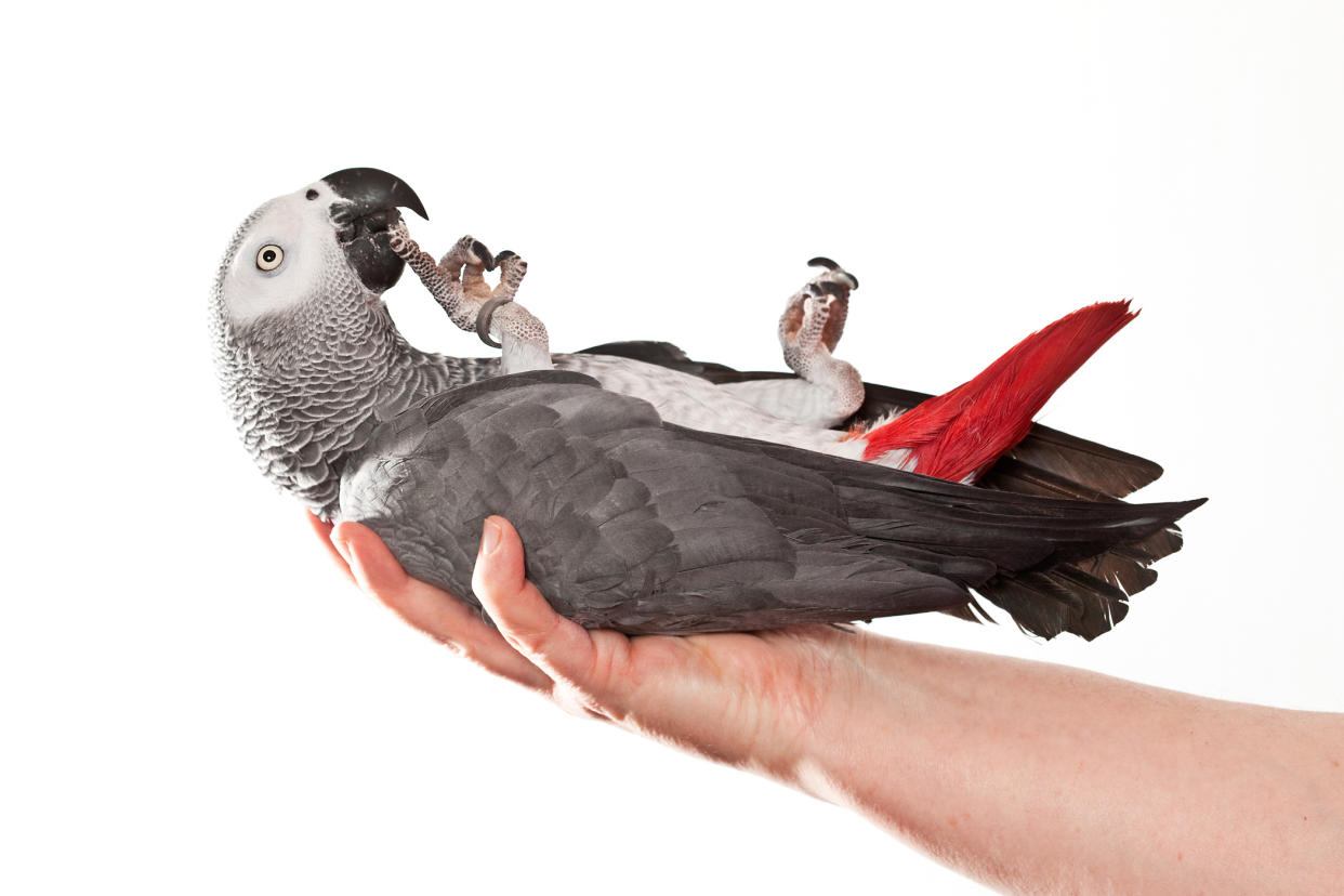 African Grey Parrot