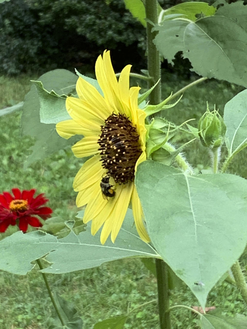 A bee settles on a sunflower in a yard in Westchester County, N.Y., in 2021. Many people are converting parts of their grass lawns into planting beds for native plants that attract pollinators. (AP Photo/Julia Rubin)
