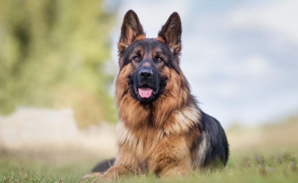 german shepherd dog