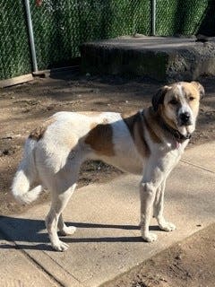 Remi is up for adoption through Save the Animals Rescue Team ll, a nonprofit animal shelter in Bergen County.