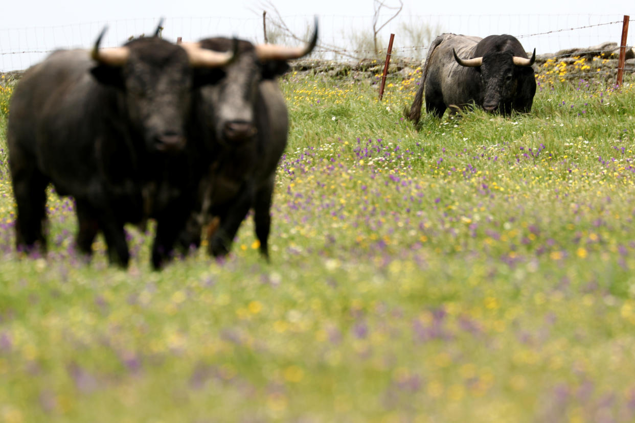 Fighting bulls from Victorino Martin ranch grace in Portezuelo, Spain, April 23, 2018. Picture taken on April 23, 2018. REUTERS/Sergio Perez