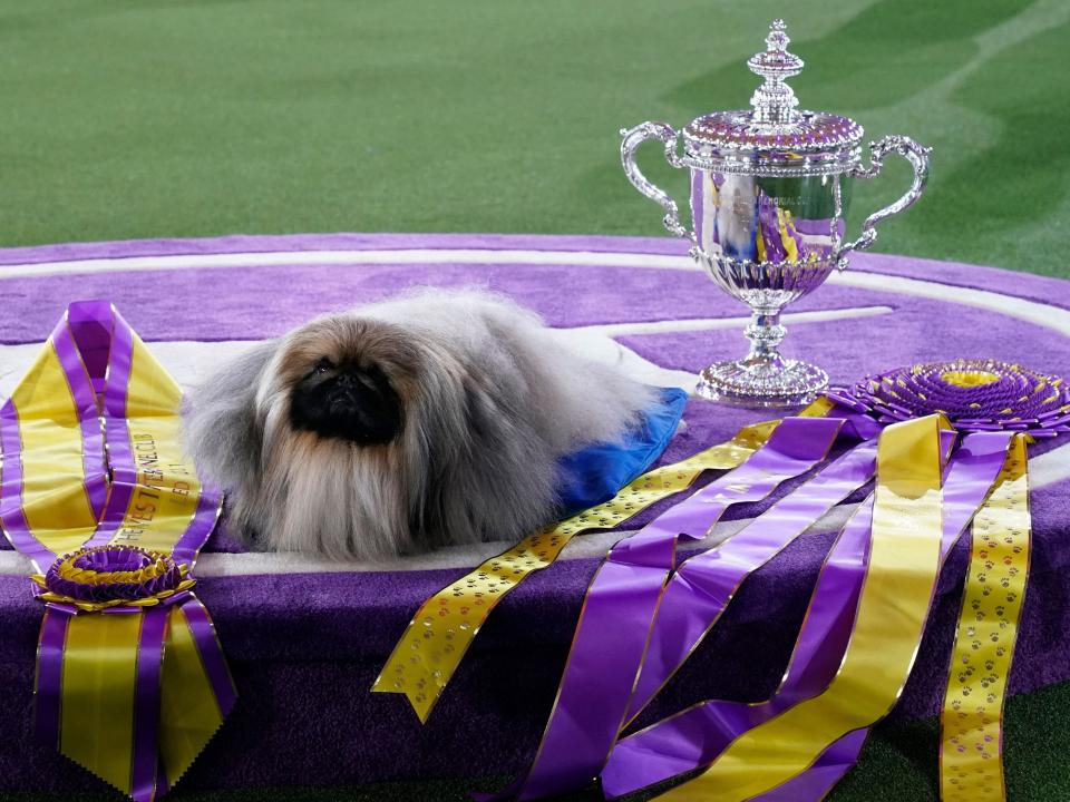 wasabi the westminster 2021 winner