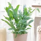 <p>This unusual fern is perfect for placing in the <a href="https://www.housebeautiful.com/uk/garden/plants/g33412479/bathroom-plants/" rel="nofollow noopener" target="_blank" data-ylk="slk:bathroom;elm:context_link;itc:0;sec:content-canvas" class="link ">bathroom</a>, as it thrives in the higher humidity levels. It's a great tropical plant to get your hands on.</p><p><a class="link " href="https://go.redirectingat.com?id=127X1599956&url=https%3A%2F%2Fwww.crocus.co.uk%2Fplants%2F_%2Fphlebodium-aureum-blue-star%2Fclassid.2000031748&sref=https%3A%2F%2Fwww.housebeautiful.com%2Fuk%2Fgarden%2Fplants%2Fg34571764%2Ftrending-houseplants%2F" rel="nofollow noopener" target="_blank" data-ylk="slk:BUY NOW VIA CROCUS;elm:context_link;itc:0;sec:content-canvas">BUY NOW VIA CROCUS</a></p>