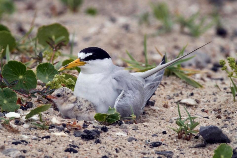 A least tern watches over its chick.