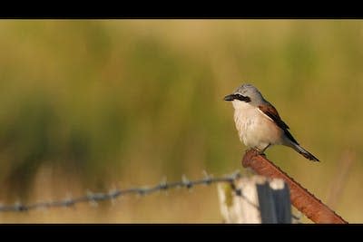 Plutôt que de voyager d’une traite, les pies-grièches écorcheurs de Scandinavie font des haltes prolongées sur leur route vers l’Afrique du Sud. Elles s’arrêtent ainsi près de deux semaines dans le sud-est de l’Europe, puis près de deux mois en Afrique centrale avant d’atteindre leur destination finale. <a href="http://creativecommons.org/licenses/by-nd/4.0/" rel="nofollow noopener" target="_blank" data-ylk="slk:CC BY-ND;elm:context_link;itc:0;sec:content-canvas" class="link ">CC BY-ND</a>