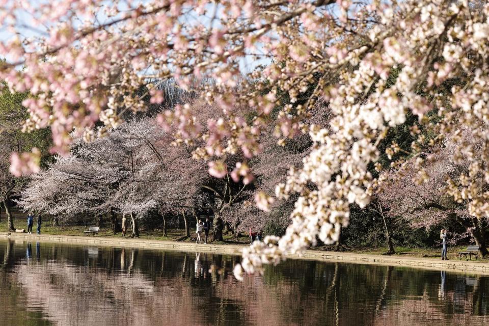 Cherry Blossoms