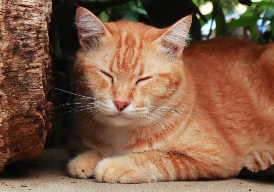 Orange Cat Ignores Storm and Rain