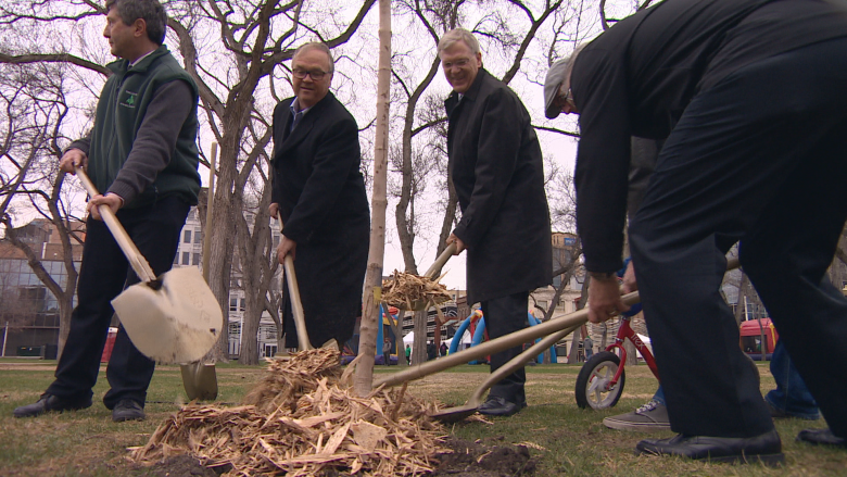 New trees planted in Regina's Victoria Park