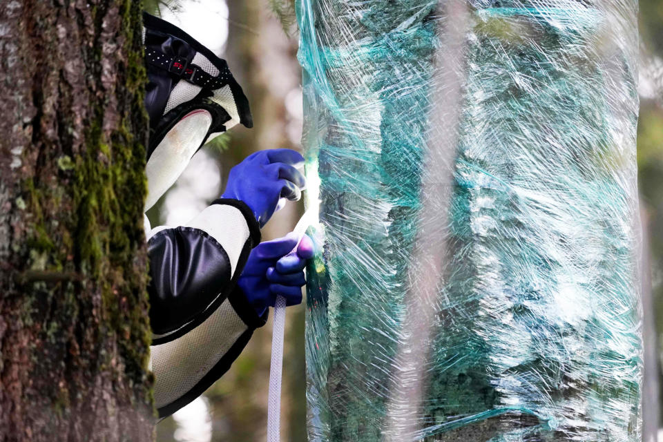 Image: US-MURDER-HORNETS-NEST (Elaine Thompson / AFP - Getty Images)