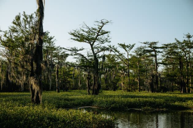 Healthy cypress forests like the one pictured here at Bayou Sorrel, Louisiana, are part of what makes the Atchafalaya Basin a jewel of biodiversity. (Photo: Bryan Tarnowski for HuffPost)