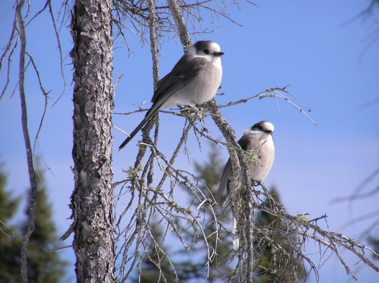 Gray jays, or whiskey jacks, are found in every province and territory and stay through winter. Photo by Dan Strickland.