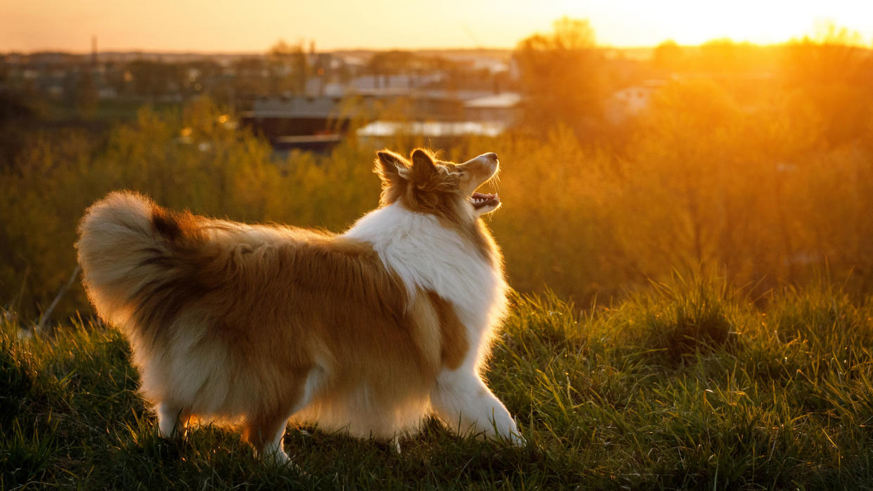 Collie barking against golden sunset