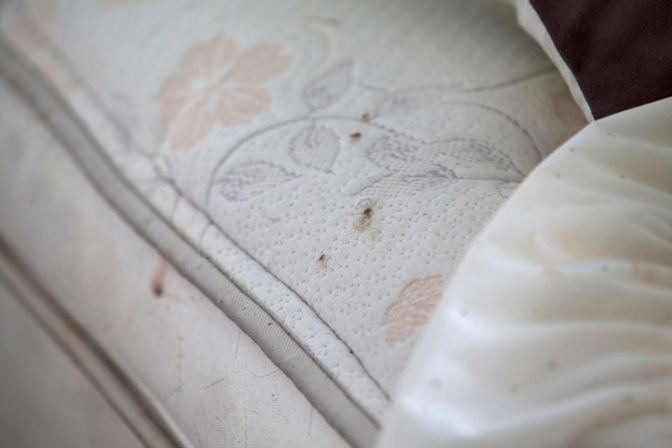 Bed bug excrement typically creates small dark spots on furniture cloth