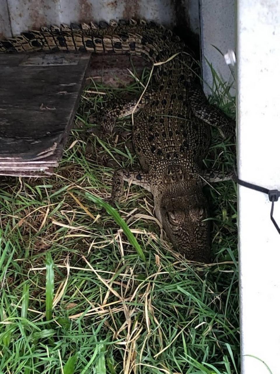 The crocodile in a chicken coop in Cape Hillsborough.