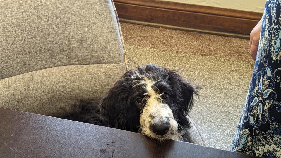 Agnes, an Aussiedoodle that is training to be a therapy dog, sits at Rosie Walter's desk at the Saline County Senior Center. The county department of senior services is using programs like the Meals on Wheels Healthcare and Food for Pets to assist older people in the community.