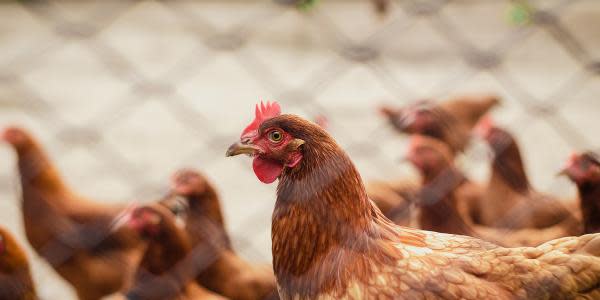 Reportan 2 muertes por gripe aviar H5N6 en China