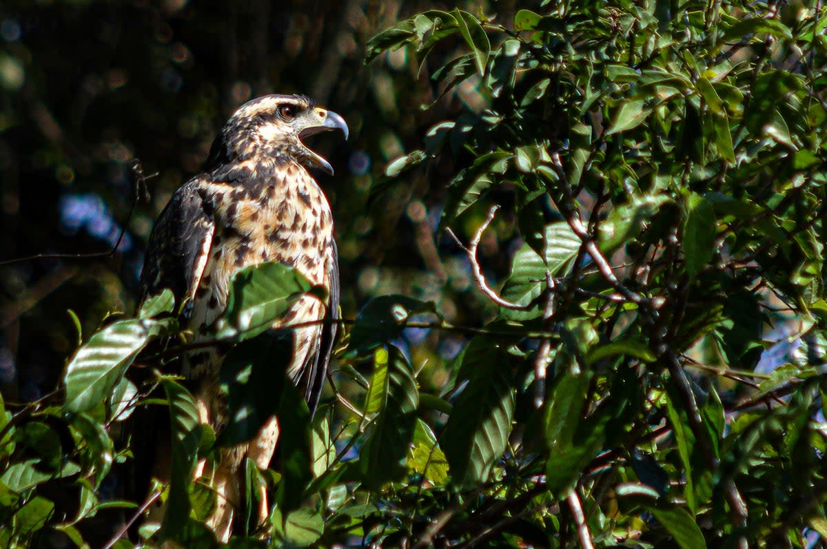 Brazil Court Invalidates Land Protection (ASSOCIATED PRESS)