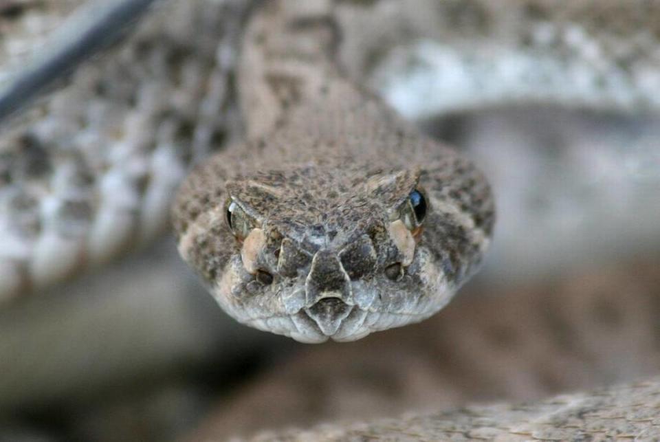 A van carrying 30 snakes, including rattlesnakes and cottonmouths, crashed along a Texas interstate. The van was reportedly from New Braunfels Snake Farm, in New Braunfels, Texas. Some of the snakes are still missing.