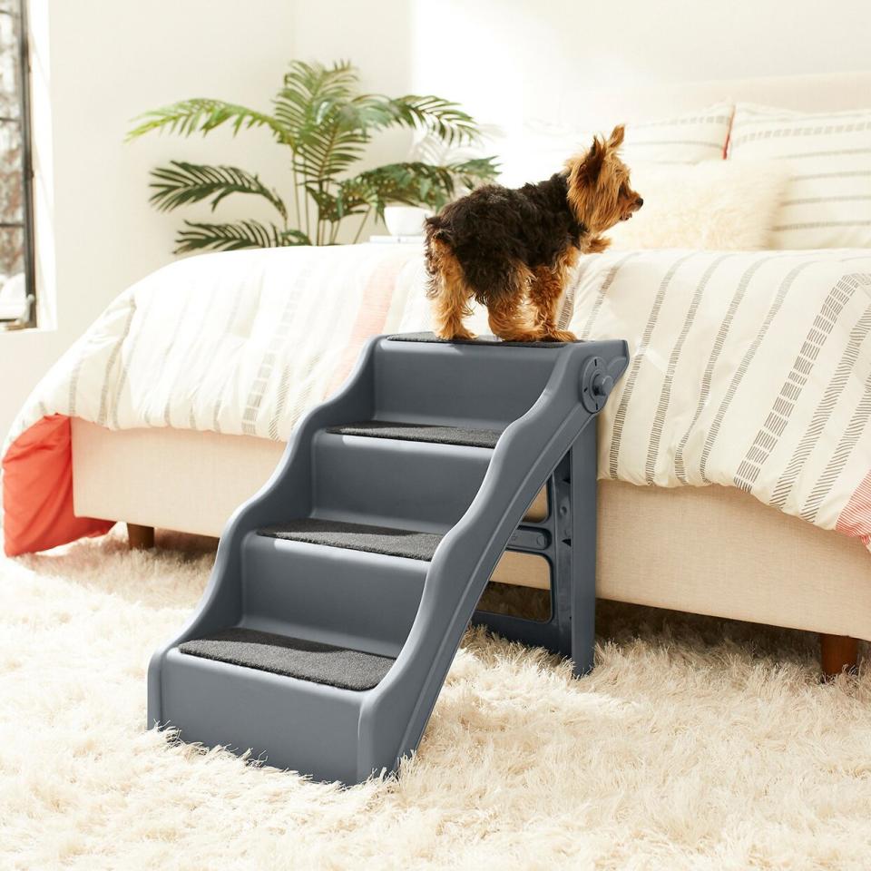 Photo of a dog standing at the top of Frisco Foldable Nonslip Cat Dog Stairs