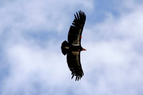 A Californian condor - Credit: 2007 Getty Images/David McNew