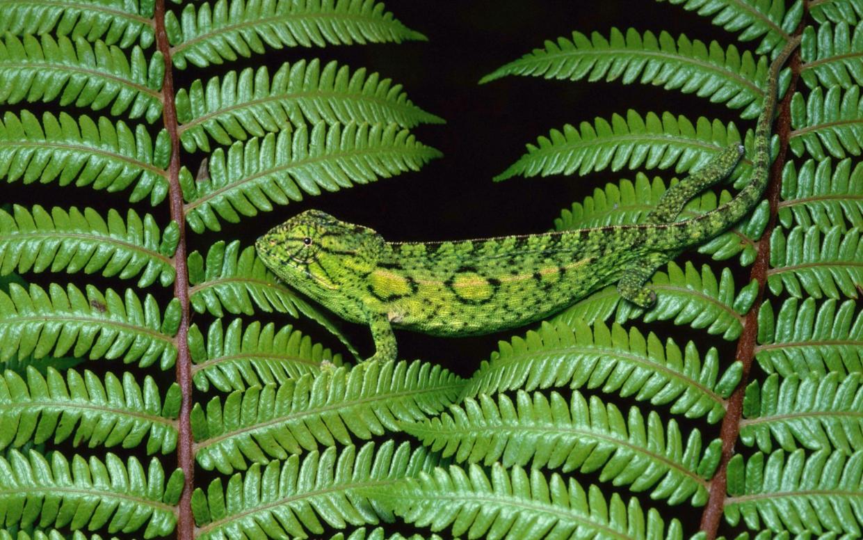 A lizard in Madagascar