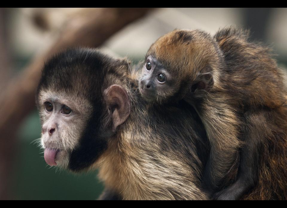 New-born golden-bellied capuchin named Pinu'u sits on the back of his mother Ibama in their enclosure in the Cologne zoo, Germany, Thursday Aug. 11. 2011. Pinu'u was born on July 4, 2011.