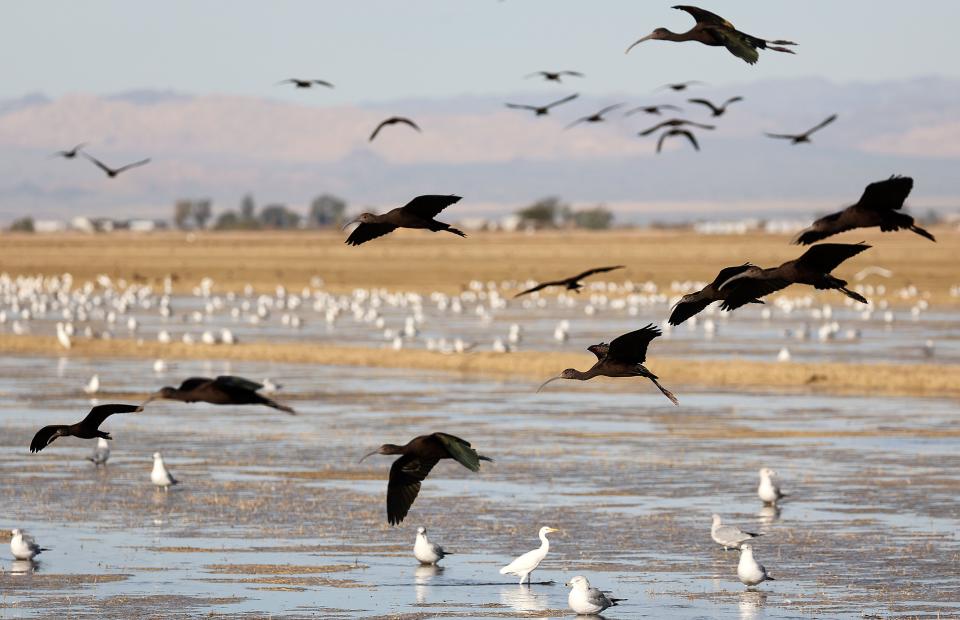 White-faced ibis fly over cattle egrets and ring-billed gulls near the Sonny Bono Salton Sea National Wildlife Refuge in Imperial County, Calif., on Friday, Dec. 15, 2023. | Kristin Murphy, Deseret News