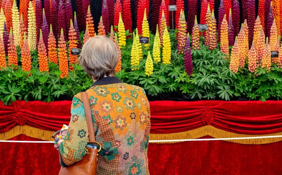 Guests can expect displays of colourful grasses, dahlias and late-flowering salvias and penstemons at this year's show - Getty Images 