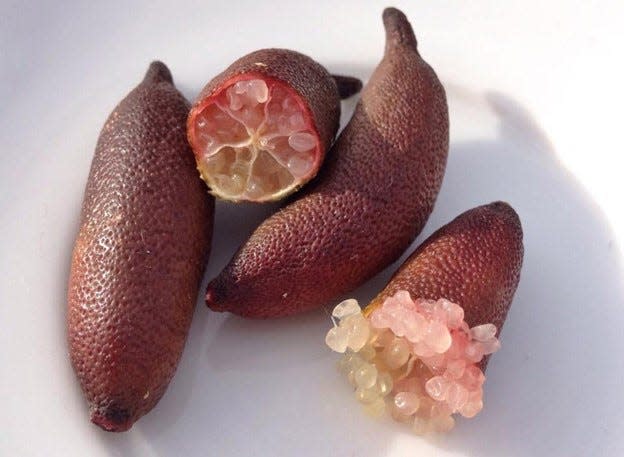 Finger limes are a type of citrus that can bring high prices to growers selling to the food, beverage, and travel industries where it is used as a unique and flavorful garnish.