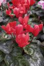 <p>The signature upswept petals pop up in grocery stores every winter, and with pretty silver foliage, what's not to love? While cyclamen also comes in white, pink and purple, stick to the crimson variety for extra holiday cheer. </p><p><strong><a class="link " href="https://go.redirectingat.com?id=74968X1596630&url=https%3A%2F%2Fwww.teleflora.com%2Fplant%2Fsunny-cyclamen%3FprodID%3DP_T91-1a%26skuId%3DT91-1A&sref=https%3A%2F%2Fwww.housebeautiful.com%2Fentertaining%2Fholidays-celebrations%2Fg3993%2Fbest-christmas-plants%2F" rel="nofollow noopener" target="_blank" data-ylk="slk:SHOP NOW;elm:context_link;itc:0;sec:content-canvas">SHOP NOW</a> </strong><strong><em>teleflora<strong><em>.com</em></strong></em></strong><br></p>