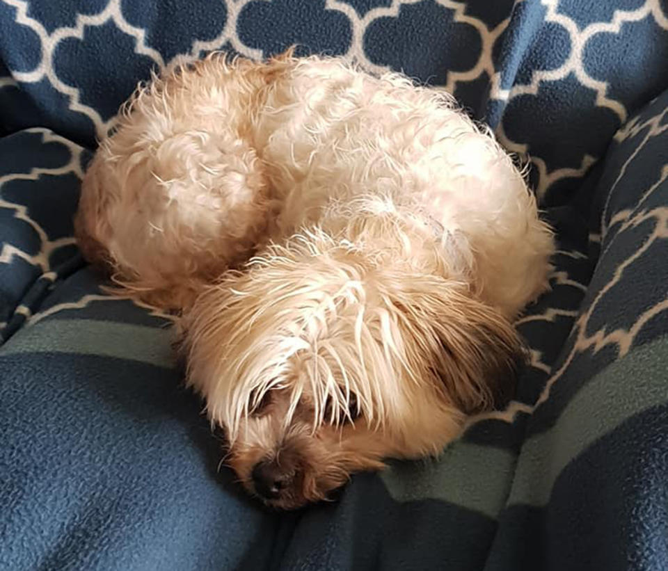 The dog’s owner said her pet<span> is “absolutely terrified of storms”</span>. Source: Janet Buckley via Sunshine Coast Community Board