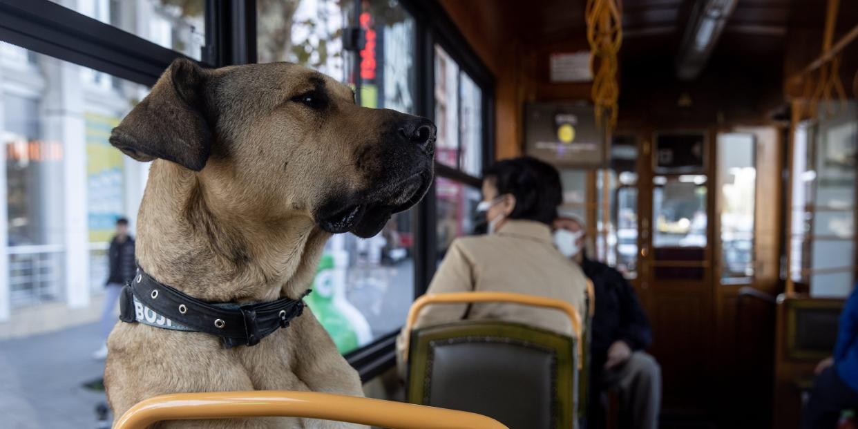 Boji sits in a tram seat.