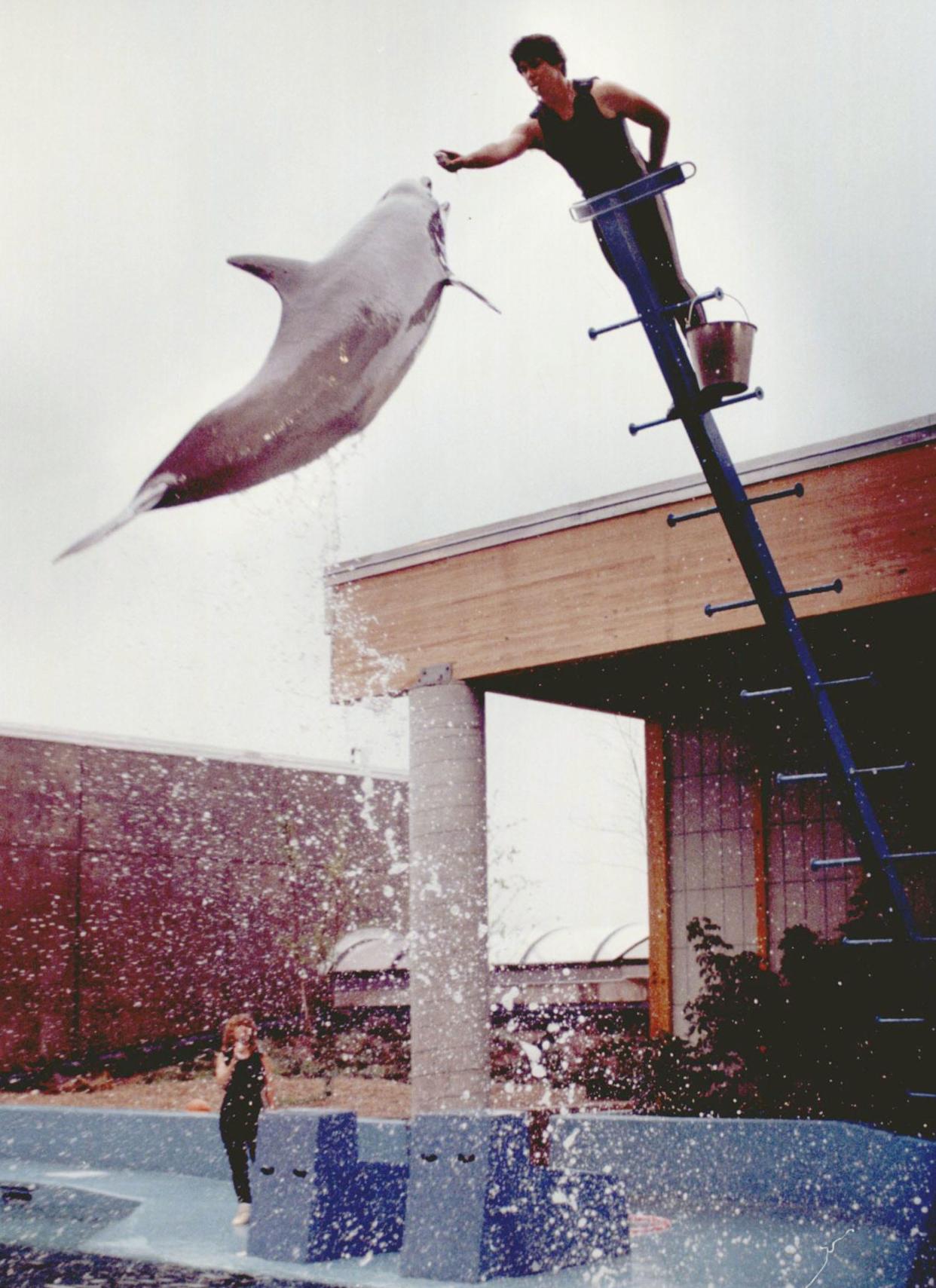 Dolphin shows attracted thousands every year to the Oklahoma City Zoo until the deaths of three of the dolphins. The Oklahoman File