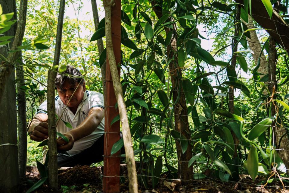 A man squats to tend to plants