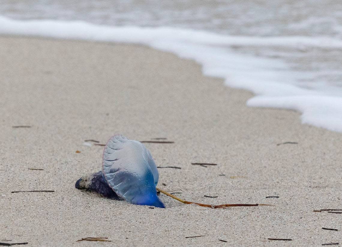 A Portuguese Man o’ War lays washed up on the beach during bad weather on Wednesday, Dec. 13, 2023, in South Miami Beach.